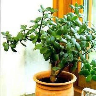 PB HONEY PRIYA PLaNTS Crassula Ovata Variegata Plant(Hybrid, Pack of 1)