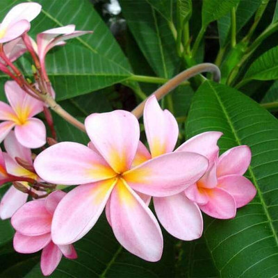 Saeedia plant hub Plumeria Plant(Hybrid, Pack of 1)