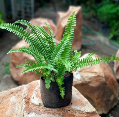 Zyme Fern Plant(Hybrid, Pack of 1)