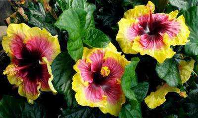 Bakuchi Hibiscus Plant(Hybrid, Pack of 1)