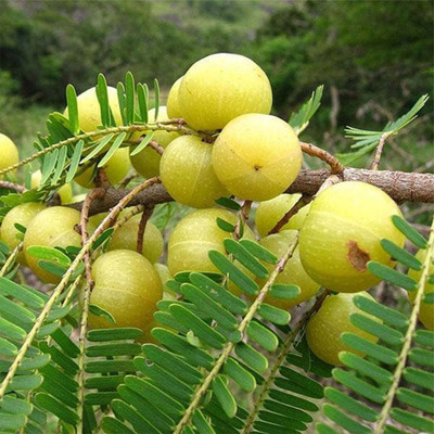GreenyOn Amla Plant(Hybrid, Pack of 1)