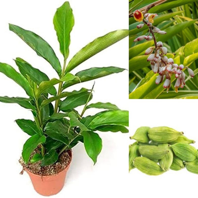 MondallNursery Elaichi/Cardamom Plant(Hybrid, Pack of 1)