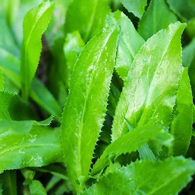 ABEFARIYA Coriander Plant(Hybrid, Pack of 1)