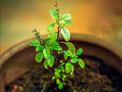 ZOOMGREEN Tulsi Plant(Hybrid, Pack of 1)