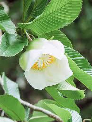 Gardeners Choice Elephant Apple Plant(Hybrid, Pack of 1)