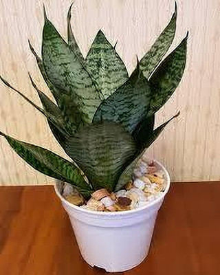 sansevieria zeylanica Snake Plant(Hybrid, Pack of 1)