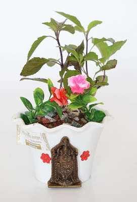 Samarthgreens Tulsi Plant(Hybrid, Pack of 1)