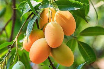 samarthgreen Mango Plant(Hybrid, Pack of 1)