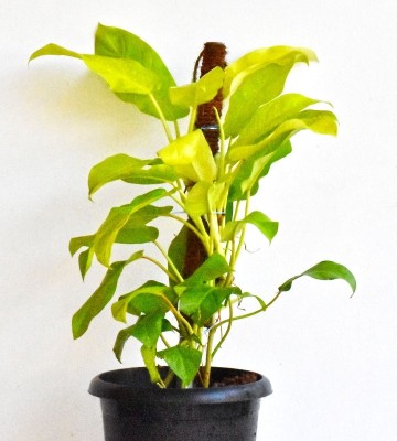 Greenlive traders Money Plant(Hybrid, Pack of 3)