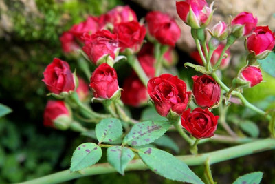 Risenshine Rose Plant(Hybrid, Pack of 1)