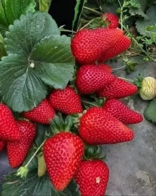 Sharmin Enterprise Strawberry Plant(Hybrid, Pack of 1)