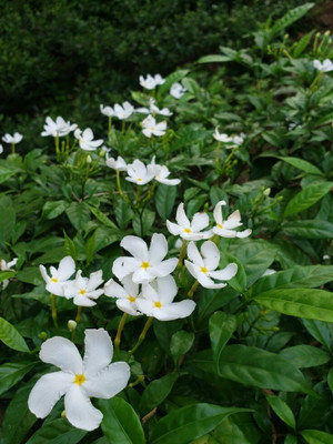 JASMINE Jasmine Plant(Hybrid, Pack of 1)