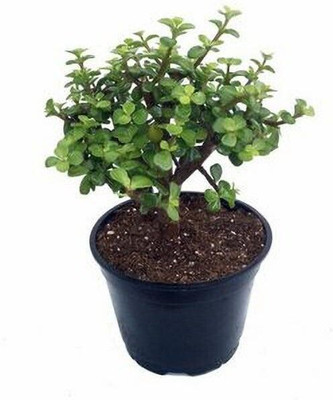 rimi Jade Plant(Hybrid, Pack of 1)