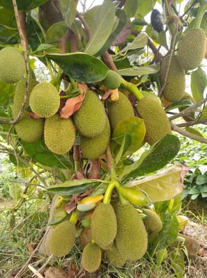 KrishnaNursery Jackfruit Plant(Hybrid, Pack of 1)