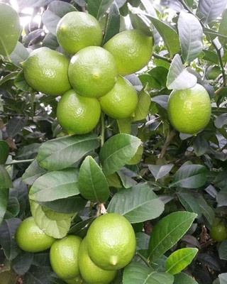 Nurseryfriend Lemon Plant(Hybrid, Pack of 1)