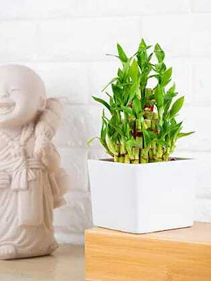 ARYAN EVERGREEN Two Layer Bamboo Plant(Hybrid, Pack of 1)