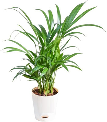 GreenThumb Areca Palm(Hybrid, Pack of 1)