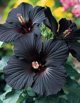 Shipra Green World Hibiscus Plant(Hybrid, Pack of 1)