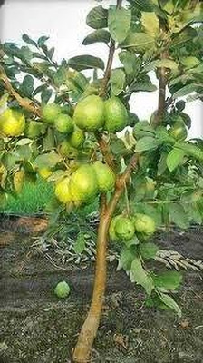 ALOCHUZ Guava Plant(Hybrid, Pack of 1)