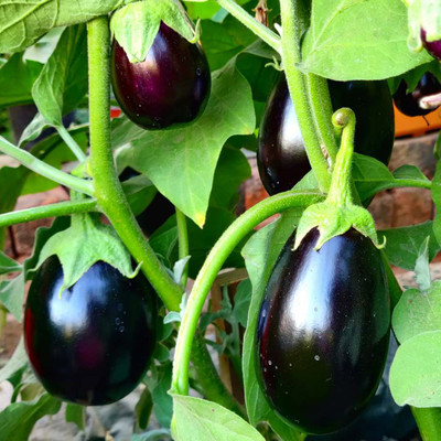 AMAJIT Hybrid Brinjal purple/Black/Begun /Farming|Garden | Bengan | SeedS(56 seeds) Seed(56 per packet)