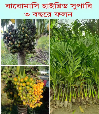 KNursery Betel Nut/Supari Plant(Hybrid, Pack of 1)