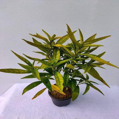 MAITRA AND SONS Shy Plant(Hybrid, Pack of 1)