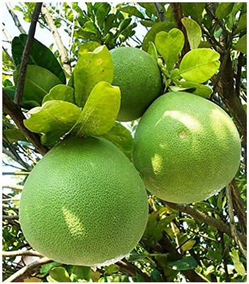 Earth Angels Lemon Plant(Hybrid, Pack of 1)