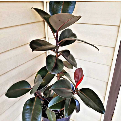 YourPlant Rubber Tree(Hybrid, Pack of 1)
