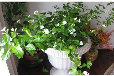 MAITRA AND SONS Mogra Flowering Plant, Jasmine Plant(Hybrid, Pack of 1)