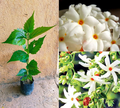 PB honey priya plant Jasmine Plant(Hybrid, Pack of 1)