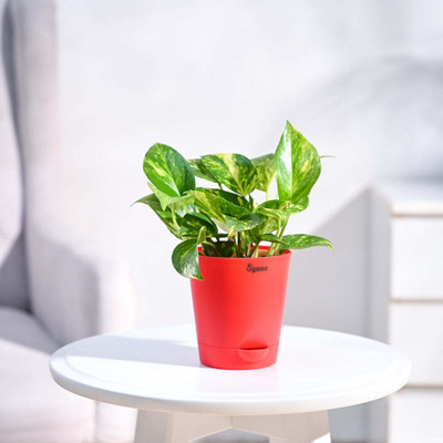 UGAOO Variegated Money Plant(Pack of 1)