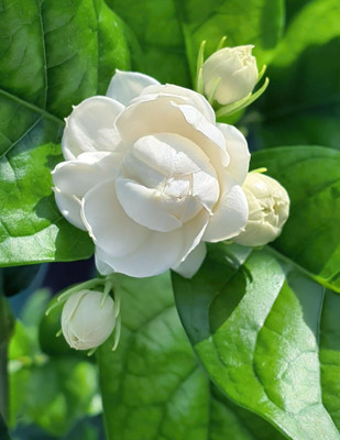 GLOBQRO Jasmine Plant(Hybrid, Pack of 1)