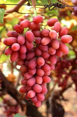 ibains Grapes Plant(Hybrid, Pack of 1)