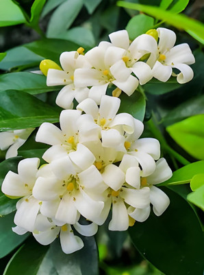 Cloud Farm Madhu Kamini Plant(Hybrid, Pack of 1)