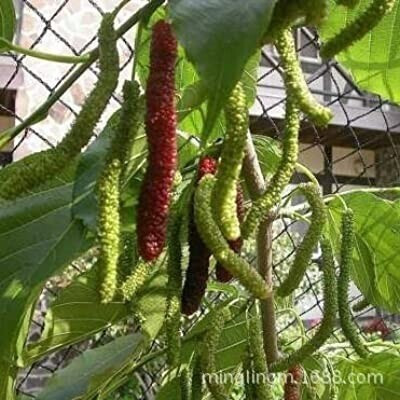 Cloud Farm Shahtoot/Mulberry Plant(Hybrid, Pack of 1)