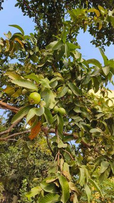 MAITRA AND SONS Guava Plant(Hybrid, Pack of 1)