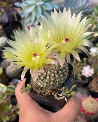 SUCCLENTS Cactus Opuntia Microdasys Plant(Hybrid, Pack of 1)