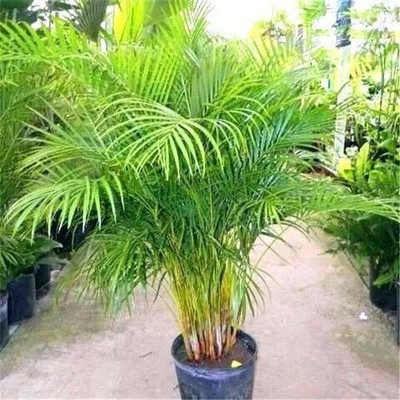 Bakuchi Areca Palm(Hybrid, Pack of 1)