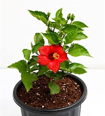 Ukanda Hibiscus Plant(Hybrid, Pack of 1)