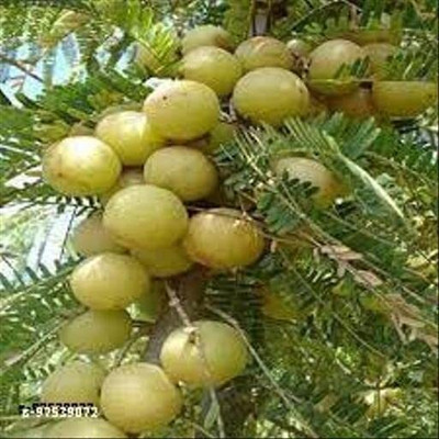 Sarika Amla Plant(Hybrid, Pack of 1)