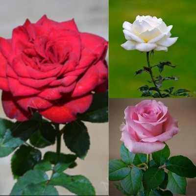 BEWPOLENA Rose Plant(Hybrid, Pack of 1)