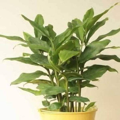 NATURESNURSERYY Insulin Plant(Hybrid, Pack of 1)