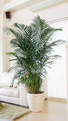 Augadh Areca Palm(Hybrid, Pack of 1)