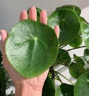 AFARTIOBINA Money Plant(Hybrid, Pack of 1)