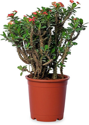 LeafLinkPlants Euphorbia Plant(Hybrid, Pack of 1)