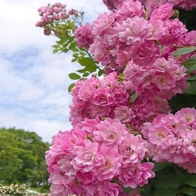 LifeShowMe Orchid Pink Rose Plant(Hybrid, Pack of 1)