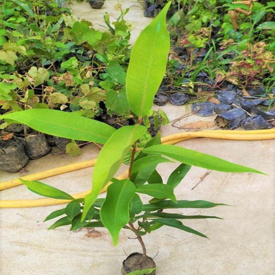 Agacha Jamun Plant(Hybrid, Pack of 1)