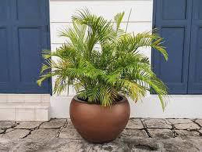 Cloud Farm Areca Palm(Hybrid, Pack of 1)
