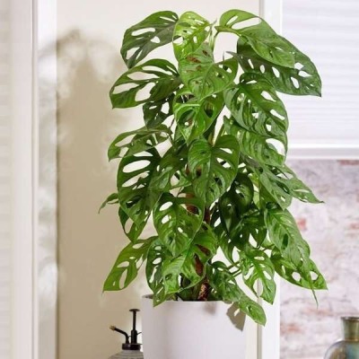 Cloud Farm Philodendron Plant(Hybrid, Pack of 1)