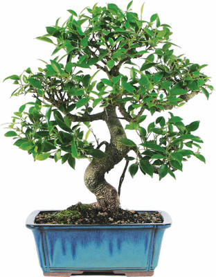 RudraECOM Ficus Plant(Hybrid, Pack of 1)